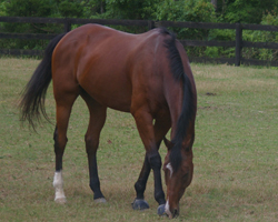 picture of horse grazing
